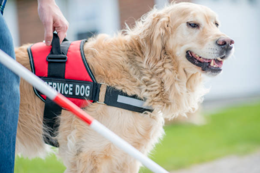 Understanding the Housing Laws of the ADA for Service Dogs