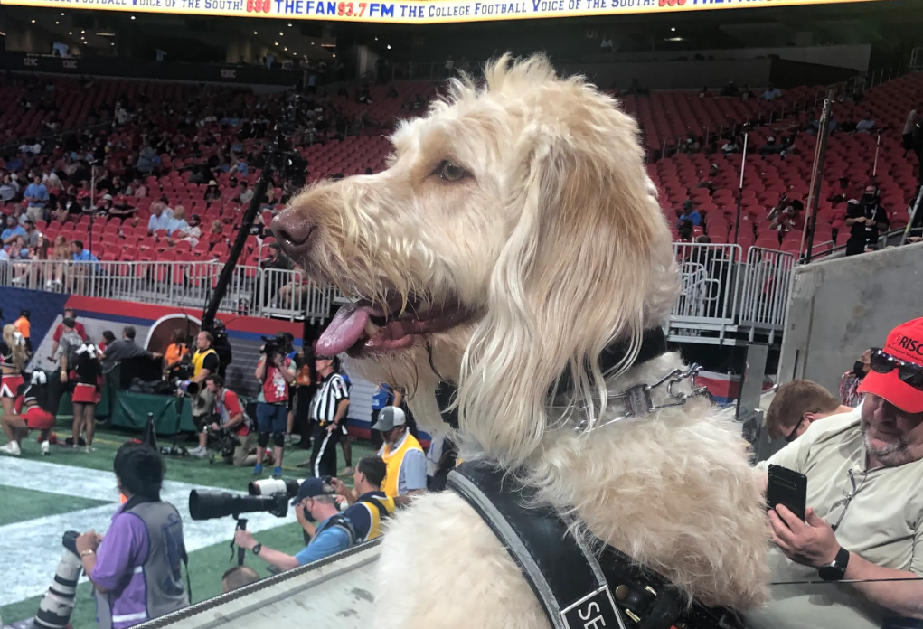 Service Dogs at Sporting Events: Enhancing Accessibility and Support